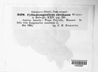 Cylindrosporium circinans image